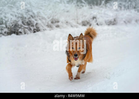 Fröhlichen gesunden Spaziergang der rote Hund im Winter Park, Wald bedeckt mit flauschigen Schnee Stockfoto