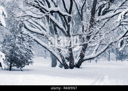 Malerische Winter Landschaft mit großen Baum, Wald mit Schnee bedeckt. Natürliche Hintergrund Stockfoto