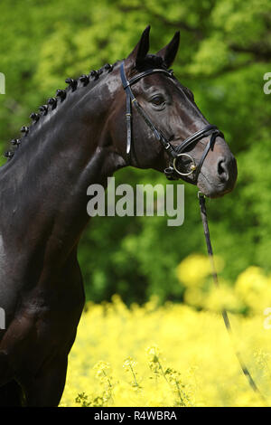 Schwarz warmblut Hengst mit Zaum in der Raps Feld Stockfoto