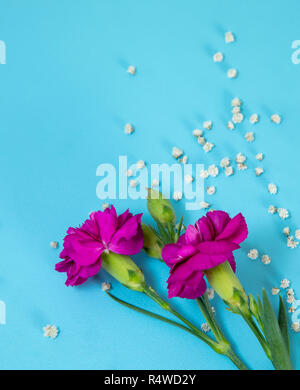 Weiß wenig Blumen und pinkfarbene Blüten auf blauem Hintergrund. Stockfoto