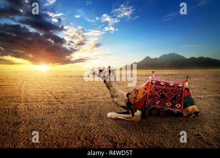 Kamel in der Wüste Stockfoto