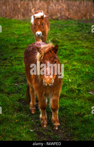 Zwei kleine Ponys in einem strassenrand Feld Stockfoto