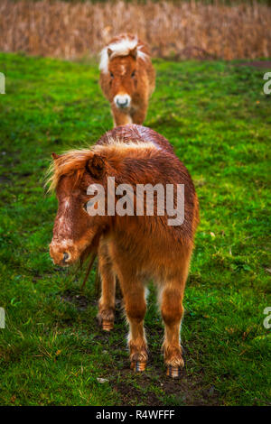 Zwei kleine Ponys in einem strassenrand Feld Stockfoto