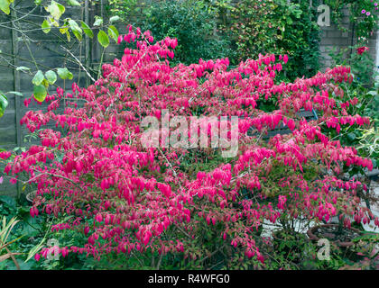 Euonymus alatus, brennenden Busch Stockfoto