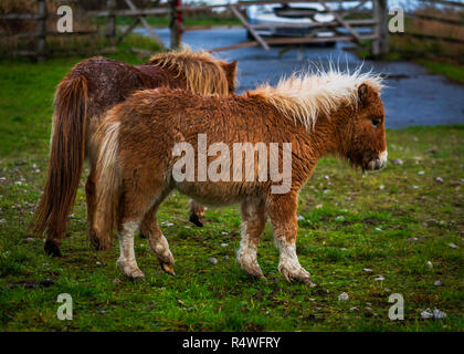 Zwei kleine Ponys in einem strassenrand Feld Stockfoto