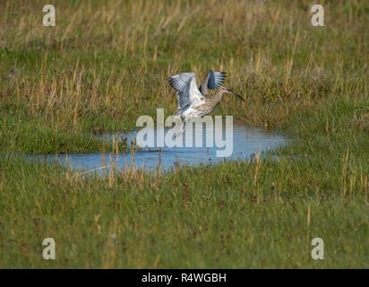 Brachvögel, Numenius arquata, vom Salt Marsh, Morecambe Bay, Lancashire, Großbritannien Stockfoto