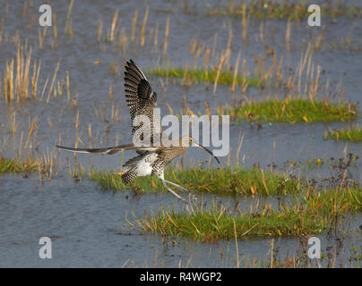 Brachvögel, Numenius arquata, vom Salt Marsh, Morecambe Bay, Lancashire, Großbritannien Stockfoto