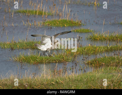 Brachvögel, Numenius arquata, vom Salt Marsh, Morecambe Bay, Lancashire, Großbritannien Stockfoto