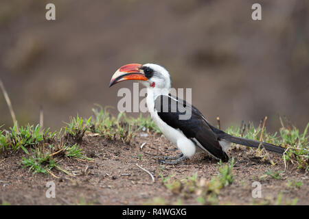 Eine von der Decken's Hornbill thront auf dem Boden - Serengeti National Park, Tansania Stockfoto