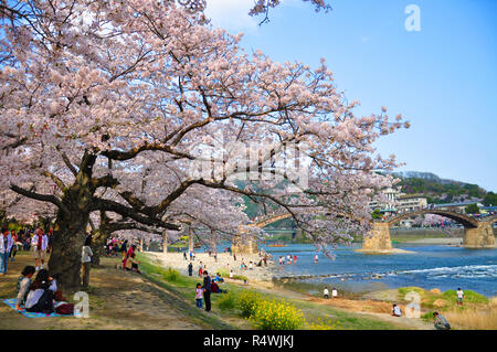 YAMAGUCHI, Japan - 09 April 2011: Kirschblüten in Iwakuni mit kintai-kyo Bridge im Hintergrund Stockfoto