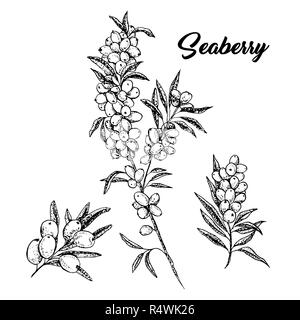 Seaberry Zweige Hand gezeichnet Vector Illustration. Hippophae Zweige Kugelschreiber Skizze. Schwarze und weiße Clipart. Sanddorn Umrisse zeichnen. Seaberry Cliparts mit Schriftzug. Isolierte design elemente Stock Vektor