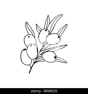 Sanddorn Filiale Hand gezeichnet Vector Illustration. Seaberry Zweig Kugelschreiber Skizze. Schwarze und weiße doodle Clipart. Hippophae mit Beeren und Blätter Freihandzeichnen. Isolierte Grobentwurf element Stock Vektor