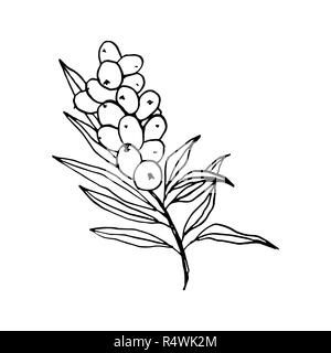 Sanddorn Filiale Hand gezeichnet Vector Illustration. Seaberry Zweig Kugelschreiber Skizze. Schwarze und weiße doodle Clipart. Hippophae mit Beeren und Blätter Freihandzeichnen. Isolierte Grobentwurf element Stock Vektor