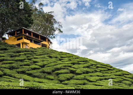 Landschaft von Bharat Tee Plantage, Camaron Highland, Malaysia - Tee Pflanzen Teppich die Hänge auf der Cameron Highlands Teeplantage Stockfoto