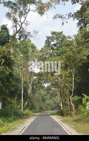 Buxa Tiger Reserve von buxa Nationalpark in Jalpaiguri Bezirk West Bengalen, Indien Stockfoto