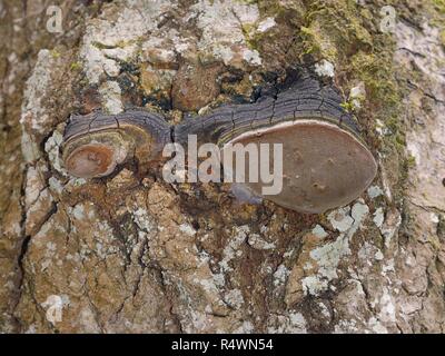 Aspen trunk rot/False Zunder conk Pilz (Phellinus tremulae) Pilz Fruchtkörper sichtbar auf einem alten Aspen (Populus tremula) Amtsleitung, Estland Stockfoto