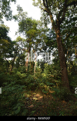 Buxa Tiger Reserve von buxa Nationalpark in Jalpaiguri Bezirk West Bengalen, Indien Stockfoto