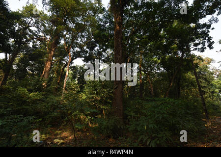 Buxa Tiger Reserve von buxa Nationalpark in Jalpaiguri Bezirk West Bengalen, Indien Stockfoto