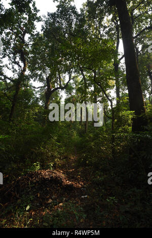 Buxa Tiger Reserve von buxa Nationalpark in Jalpaiguri Bezirk West Bengalen, Indien Stockfoto