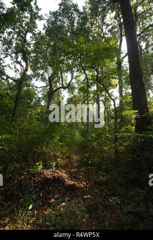 Buxa Tiger Reserve von buxa Nationalpark in Jalpaiguri Bezirk West Bengalen, Indien Stockfoto