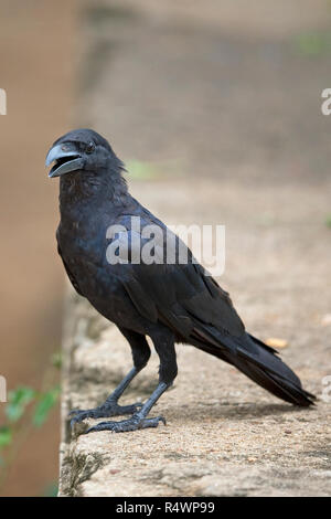 Large-billed Krähe (Corvus Macrorhynchos) Stockfoto