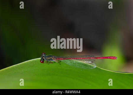 Nahaufnahme der Libelle auf einem Wasserhyazinthe Blatt Stockfoto