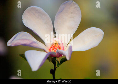 Blühende Sterne Magnolia Blumen - Magnolia stellata - im Frühling Saison in einem botanischen Garten Stockfoto