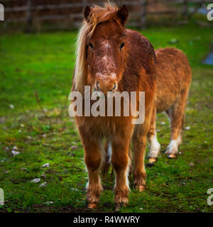 Zwei kleine Ponys in einem strassenrand Feld Stockfoto