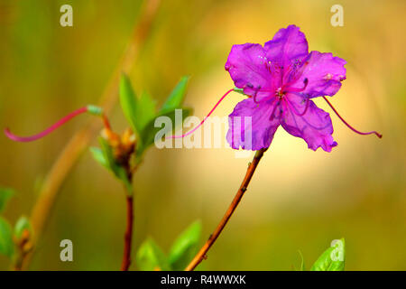 Blühende koreanischer Rhododendron, auch als Koreanische rosebay Blumen - Rhododendron mucronulatum - im Frühling Saison in einem botanischen Garten bekannt Stockfoto