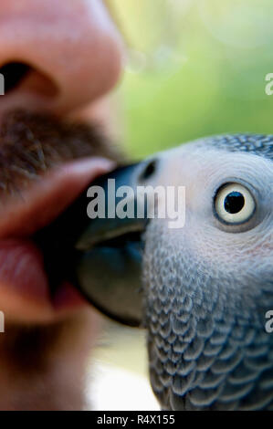 Ein Mann küssen seine Graupapagei Stockfoto