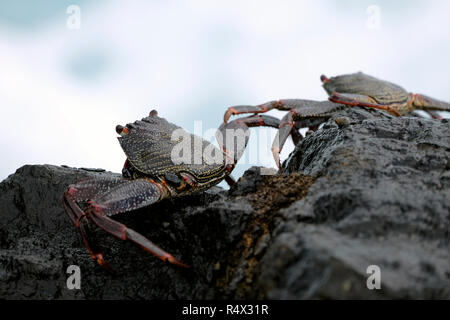 Zwei Sally Lightfoot Krabben auf Felsen im La Fajana, La Palma, Kanarischen Inseln. Stockfoto