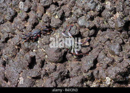 Zwei Sally Lightfoot Krabben Fütterung auf Felsen von La Fajana, La Palma, Kanarischen Inseln. Stockfoto