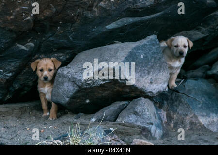 Zwei braune junge Hunde im Wald sitzen Stockfoto