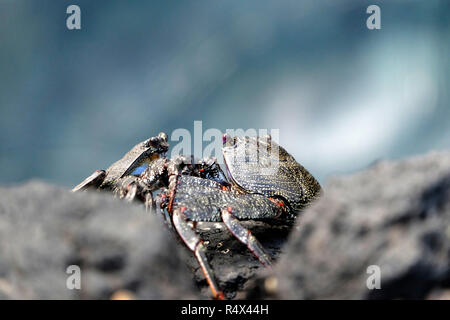 Zwei Sally Lightfoot Krabben an der Nord-Ost-Küste von La Palma, Kanarische Inseln. Stockfoto