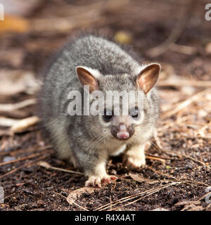 Eine australische Baby brushtail Possum Stockfoto