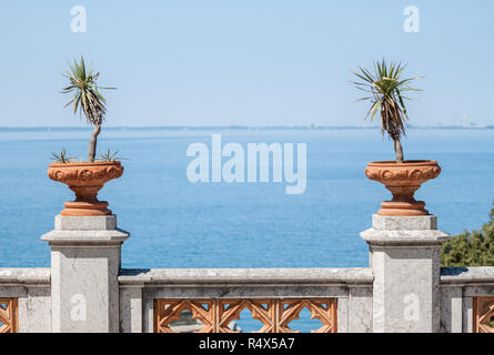 Töpfe mit kleinen Palmen auf blauem Hintergrund Stockfoto