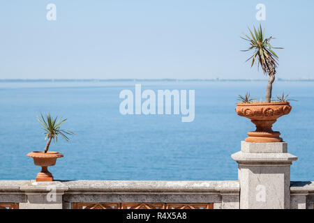 Töpfe mit kleinen Palmen auf blauem Hintergrund Stockfoto