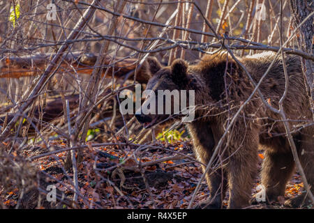 In der Nähe Bild von riesigen alten Karpaten Braunbär Stockfoto