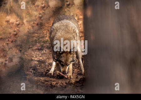 Canis Lupus, Wolf im Wald essen Stockfoto