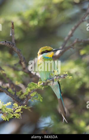 Swallow Tail bee Eater in grüner Baum Stockfoto