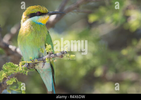 Swallow Tail bee Eater in grüner Baum Stockfoto