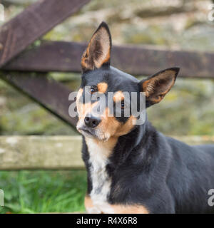 Australian Kelpie, schwarz und tan Stockfoto