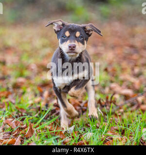 Australian kelpie Welpen Stockfoto