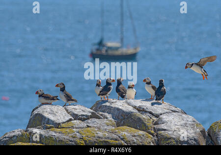 Atlantic Papageientaucher Insel ist Naturschutzgebiet, Großbritannien Stockfoto