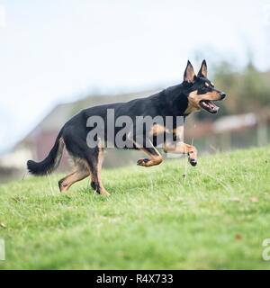 Australian Kelpie, schwarz und tan Stockfoto