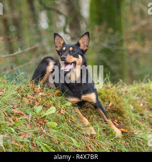 Australian Kelpie, schwarz und tan Stockfoto