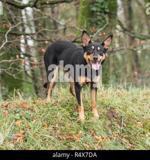 Australian Kelpie, schwarz und tan Stockfoto