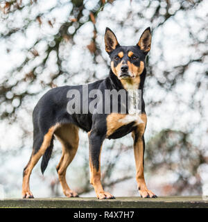 Australian Kelpie, schwarz und tan Stockfoto