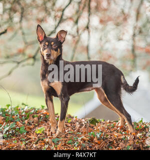 Australian kelpie, rot Stockfoto