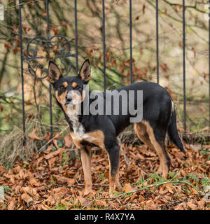 Australian Kelpie, schwarz und tan Stockfoto